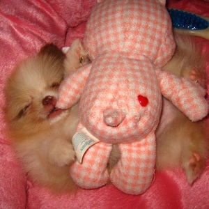 Meet your Posher, Coa